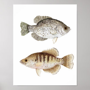 Schwarz-Weiß-Crappie Poster