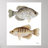 Schwarz-Weiß-Crappies Poster (Vorne)