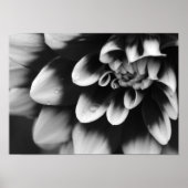 Schwarz-Weiß-Dahlia-Blossom Poster (Vorne)