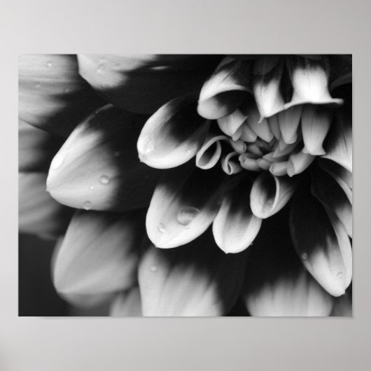 Schwarz-Weiß-Dahlia-Blossom Poster (Vorne)