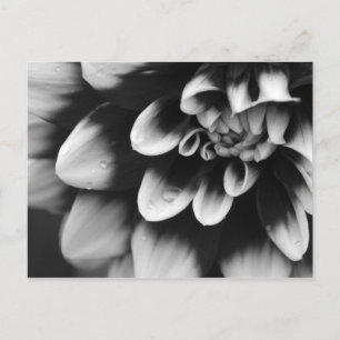 Schwarz-Weiß-Dahlia-Blossom Postkarte