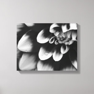 Schwarz-Weiß-Dahlia-Blume Blossom Leinwanddruck