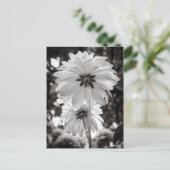 Schwarz-Weiß-Dahlias Kunstfotografie Postkarte (Stehend Vorderseite)