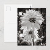 Schwarz-Weiß-Dahlias Kunstfotografie Postkarte (Vorne/Hinten)