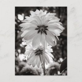 Schwarz-Weiß-Dahlias Kunstfotografie Postkarte
