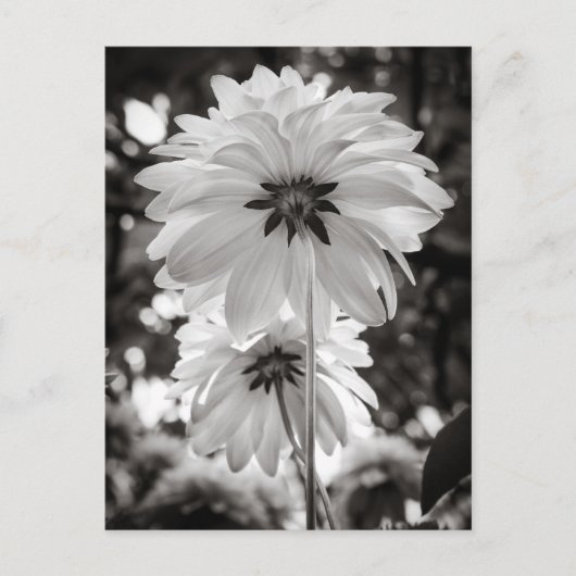 Schwarz-Weiß-Dahlias Kunstfotografie Postkarte (Vorderseite)