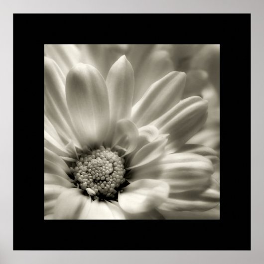 Schwarz-Weiß-Daisy-Poster Poster (Vorne)