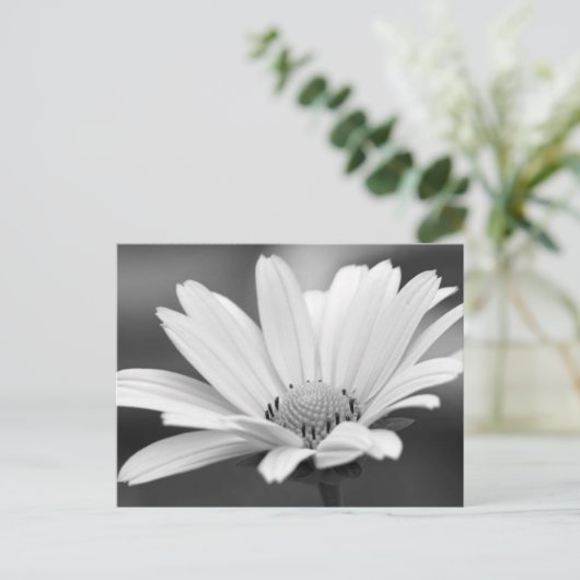Schwarz-weiß Daisy Zazzle Postkarten (Stehend Vorderseite)
