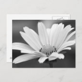 Schwarz-weiß Daisy Zazzle Postkarten (Vorne/Hinten)