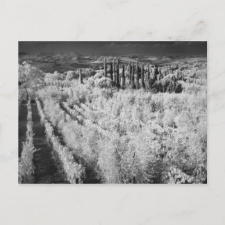Schwarz/Weiß der Weinberge, Montepulciano, Italien Postkarte