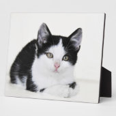 Schwarz-weiß durchdachte Kitten Foto Plaques Fotoplatte (Seite)