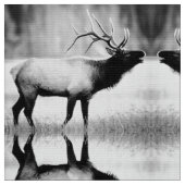 Schwarz-Weiß-Elch Stoff (Nahaufnahme)