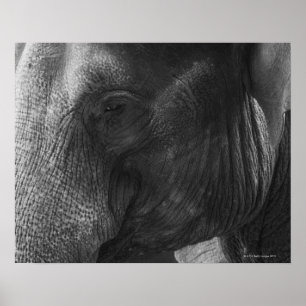 Schwarz-Weiß-Elefant-Portrait Poster