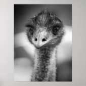 Schwarz-Weiß-Emu-Portrait Poster (Vorne)