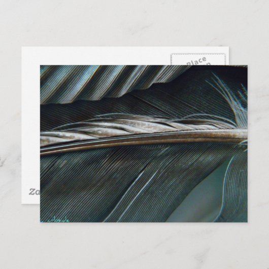 Schwarz-Weiß-Federn Postkarte (Vorne/Hinten)