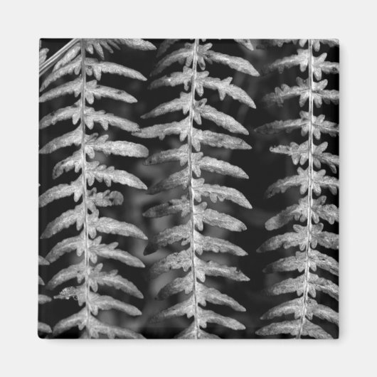 Schwarz-Weiß-Fern-Blätter-Magnet Magnet (Vorne)