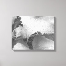 Schwarz-Weiß-Foto der Blätter "Nasse und Zauber"