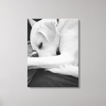 Schwarz-Weiß-Foto der Niedlichen Hundsruhe mit Vat