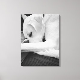Schwarz-Weiß-Foto der Niedlichen Hundsruhe mit Vat Leinwanddruck