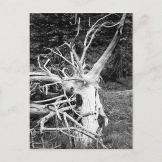 Schwarz-Weiß-Foto des Totenbaums Postkarte