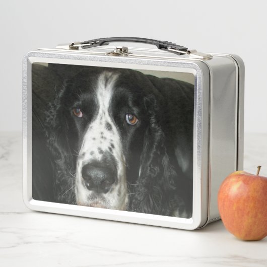 Schwarz-weiß-Foto eines English Springer Spaniels Metall Brotdose (Beispiel)