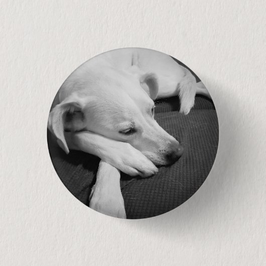 Schwarz-Weiß-Foto eines wunderschönen Hundeschlafe Button (Vorderseite)