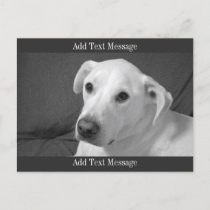 Schwarz-Weiß-Foto eines wunderschönen, seelenvolle Feiertagspostkarte