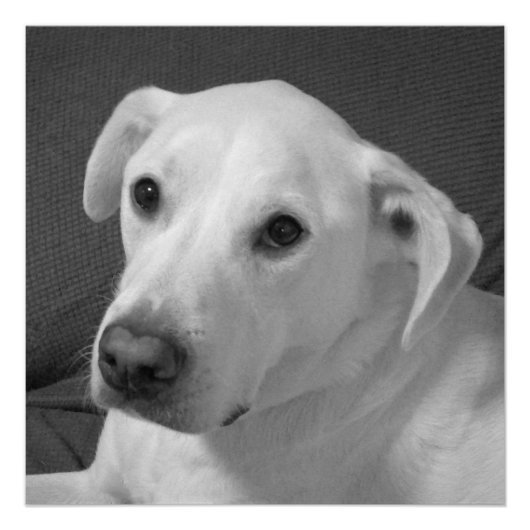 Schwarz-Weiß-Foto eines wunderschönen, seelenvolle Poster (Vorderseite)