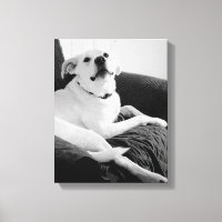 Schwarz-Weiß-Foto für den Hundedruck