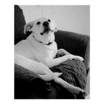 Schwarz-Weiß-Foto für den Hundedruck