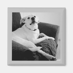 Schwarz-Weiß-Foto, Hunde grau zu sprechen Magnet