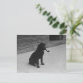 Schwarz-Weiß-Foto Hunde Rauchpfosten Postkarte (Stehend Vorderseite)