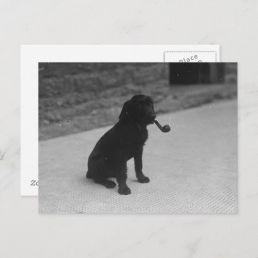 Schwarz-Weiß-Foto Hunde Rauchpfosten Postkarte (Vorne/Hinten)