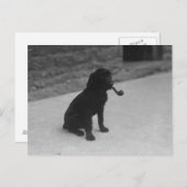Schwarz-Weiß-Foto Hunde Rauchpfosten Postkarte (Vorne/Hinten)