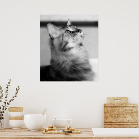 Schwarz-Weiß-Fotografie Maincoon Kitten Poster (Küche)