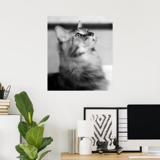 Schwarz-Weiß-Fotografie Maincoon Kitten Poster (Heimbüro)