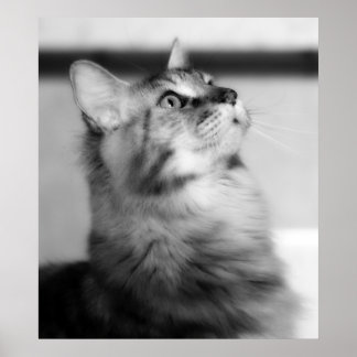 Schwarz-Weiß-Fotografie Maincoon Kitten Poster