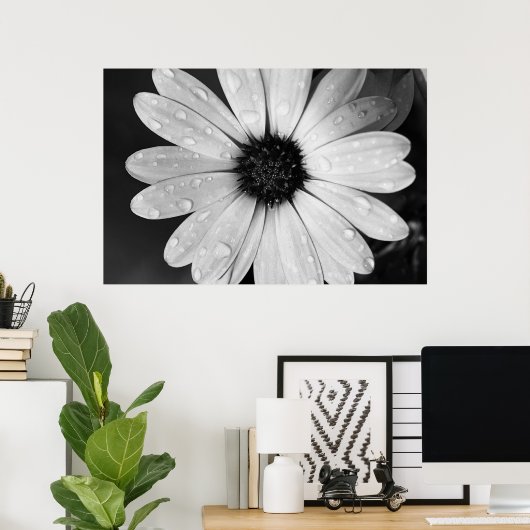 Schwarz-Weiß-Fotografie von African Daisy Poster (Heimbüro)