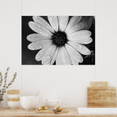 Schwarz-Weiß-Fotografie von African Daisy Poster (Küche)