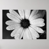 Schwarz-Weiß-Fotografie von African Daisy Poster (Vorne)