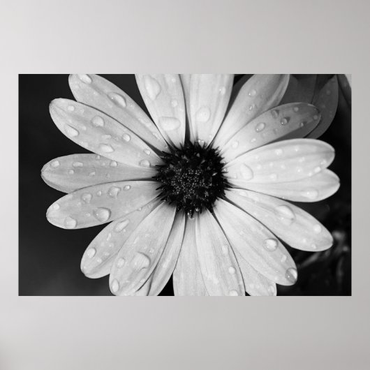 Schwarz-Weiß-Fotografie von African Daisy Poster (Vorne)