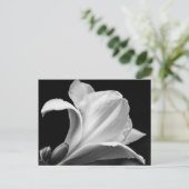 Schwarz-Weiß-Freesia Postkarte (Stehend Vorderseite)