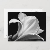 Schwarz-Weiß-Freesia Postkarte (Vorne/Hinten)
