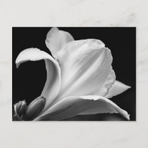 Schwarz-Weiß-Freesia Postkarte