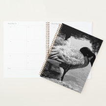 Schwarz-Weiß Gänse Stille Augenblick am See