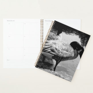 Schwarz-Weiß Gänse Stille Augenblick am See Planer