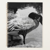 Schwarz-Weiß Gänse Stille Augenblick am See Planer (Vorderseite)