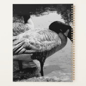 Schwarz-Weiß Gänse Stille Augenblick am See Planer (Rückseite)