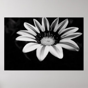 Schwarz-Weiß-Gazania-Blumenfotografie Poster