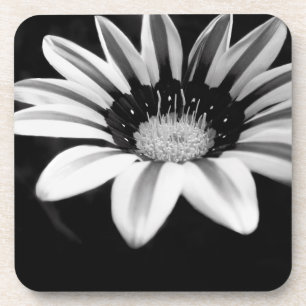 Schwarz-Weiß-Gazania-Blumenfotografie Untersetzer
